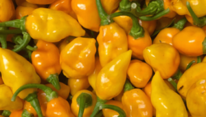 datil peppers